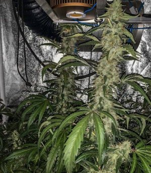 Sweet-Valley-Kush.jpg Sweet-Valley-Kush.jpg