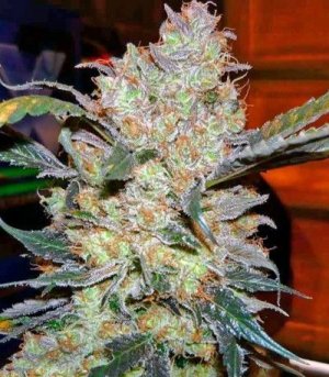 kings_kush.jpg kings_kush.jpg