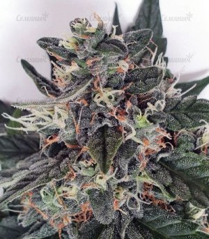 CBD-Auto-Charlottes-Angel.jpg CBD-Auto-Charlottes-Angel.jpg