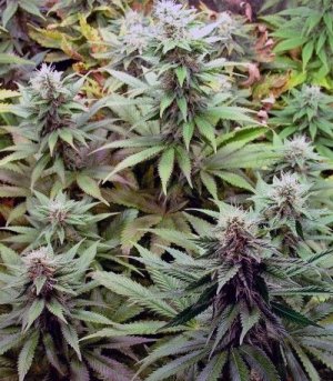 Blueberry.jpg Blueberry.jpg