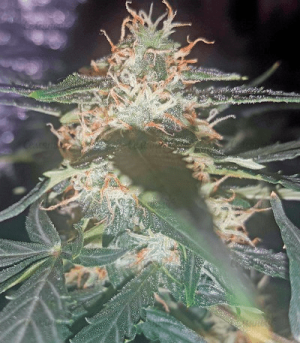 1593268181369.png 1593268181369.png