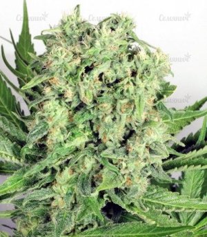 Dutch_Cheeser.jpg Dutch_Cheeser.jpg