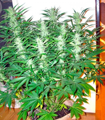 1593446168602.png 1593446168602.png