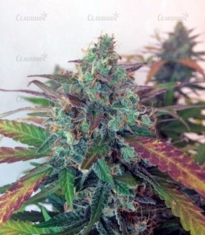 AutoFrisian_Dew.jpg AutoFrisian_Dew.jpg