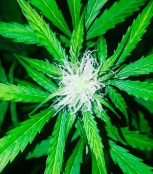 White_Widow_AutoFem.jpg White_Widow_AutoFem.jpg