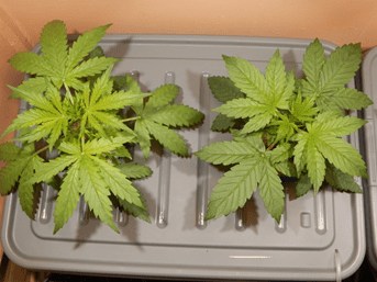 Gorilla Glue Auto от FastBuds