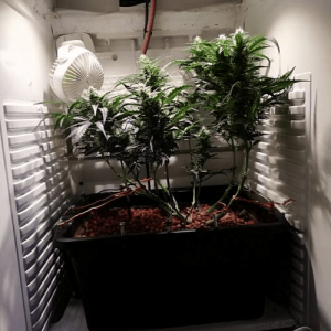 1594907993915.png 1594907993915.png