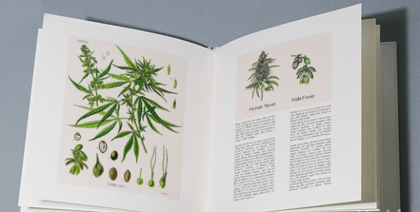 Биология растения конопля Биология растения конопля