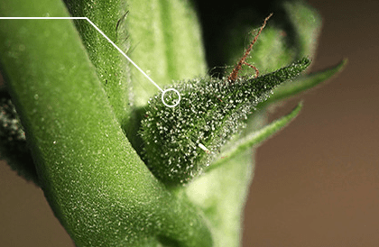 Чашечки соцветий конопли Чашечки соцветий конопли