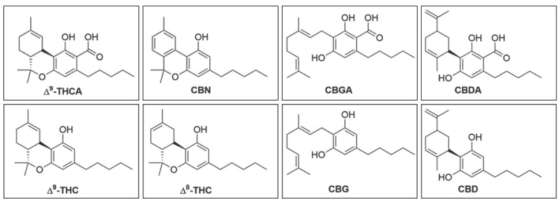 Каннабиноиды конопли Каннабиноиды конопли