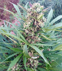 1591780186637.png 1591780186637.png