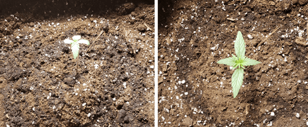 1596286928599.png 1596286928599.png