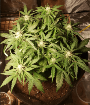 1596286980023.png 1596286980023.png