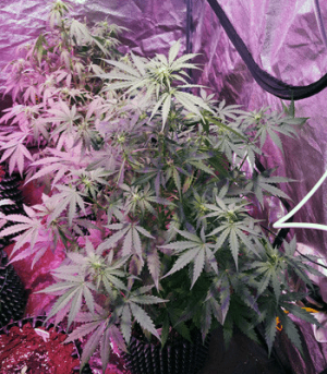 1596358856083.png 1596358856083.png