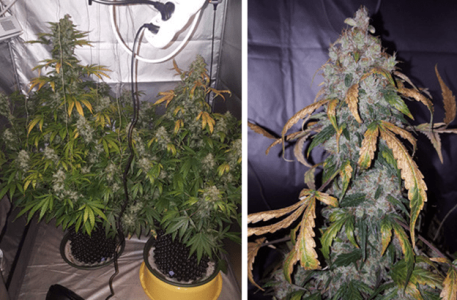 1596358983582.png 1596358983582.png