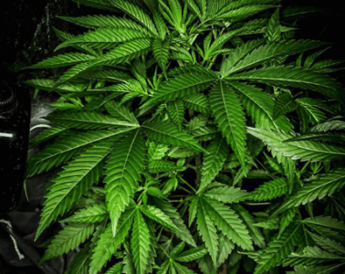 1596449062805.png 1596449062805.png