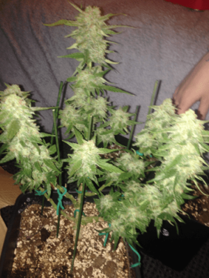 1596461497822.png 1596461497822.png