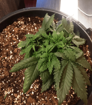 1596897241250.png 1596897241250.png