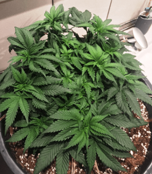 1596897246726.png 1596897246726.png