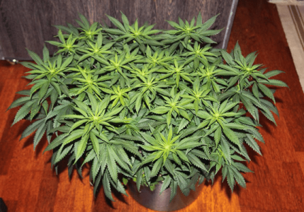 1596897277622.png 1596897277622.png