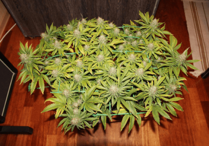 1596897291067.png 1596897291067.png