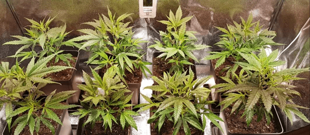 1597563747117.png 1597563747117.png