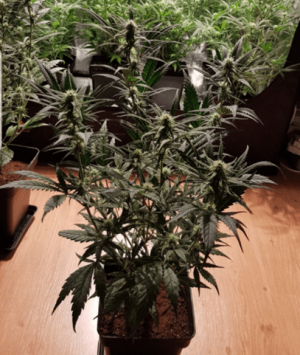 1597563835578.png 1597563835578.png