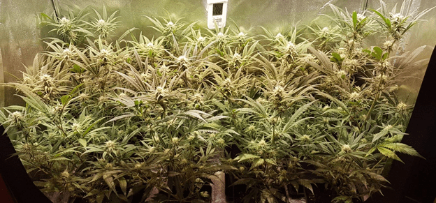 1597563863768.png 1597563863768.png