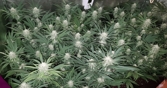 1597563902038.png 1597563902038.png