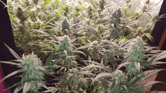 1597563982265.png 1597563982265.png