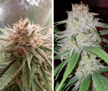 1597563988336.png 1597563988336.png