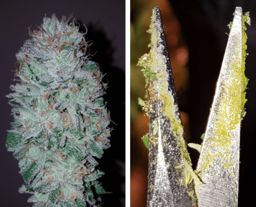 1597563999959.png 1597563999959.png