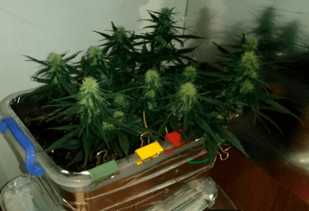 1597586976465.png 1597586976465.png