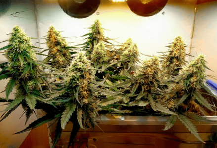 1597586986704.png 1597586986704.png