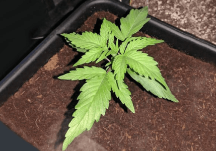 1597682323668.png 1597682323668.png