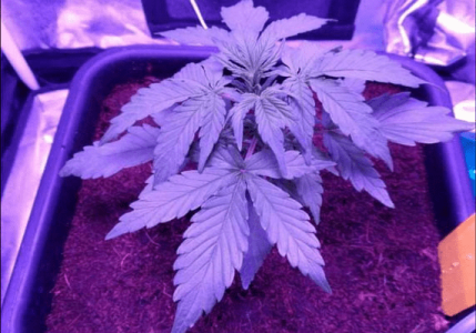 1597682349686.png 1597682349686.png