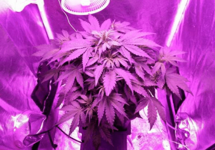 1597682398487.png 1597682398487.png