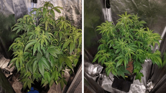 1597682417483.png 1597682417483.png