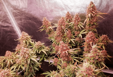 1597762357563.png 1597762357563.png