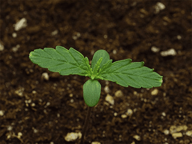 1597858189588.png 1597858189588.png