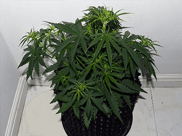 1597858230989.png 1597858230989.png