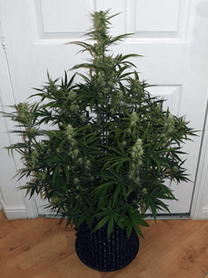 1597858275037.png 1597858275037.png