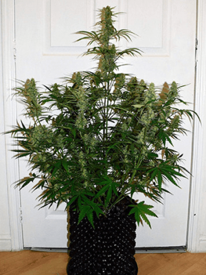 1597858281054.png 1597858281054.png