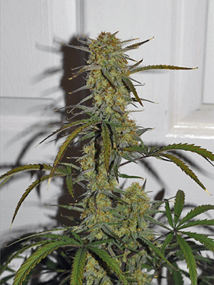 1597858297160.png 1597858297160.png