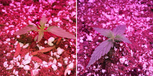 1598455857319.png 1598455857319.png