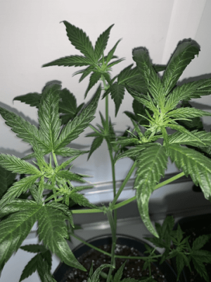 1598643593106.png 1598643593106.png