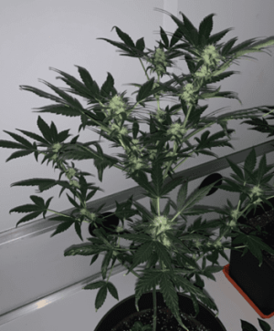 1598643599256.png 1598643599256.png