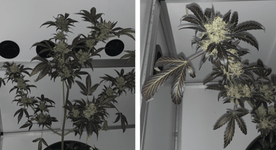 1598643637841.png 1598643637841.png