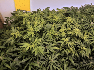 1598993411935.png 1598993411935.png