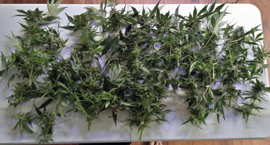 1598993538100.png 1598993538100.png